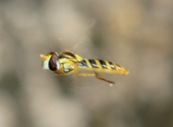 Dittero syrphidae: Sphaerophoria scripta